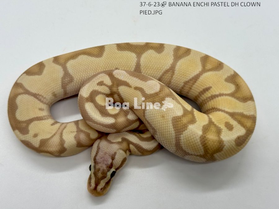BANANA ENCHI PASTEL DH CLOWN PIED